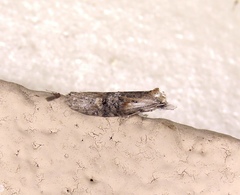 Ellabella editha