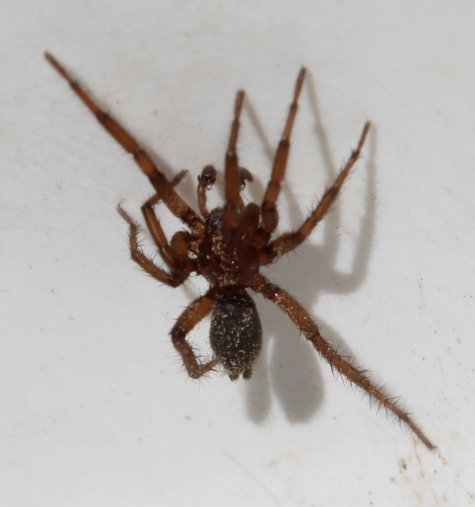 Gnaphosa californica