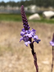 Verbena menthifolia
