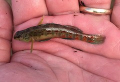Alabama Darter photo 3