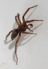 Gnaphosa sericata