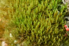 Dicranum flagellare
