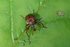 Himatolabus pubescens