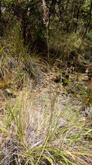 Calamagrostis ophitidis