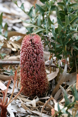 Banksia blechnifolia