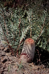 Banksia blechnifolia
