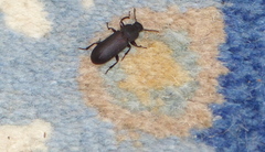 Tenebrio obscurus