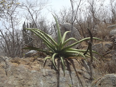 Agave aurea