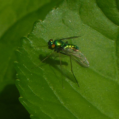 Condylostylus comatus
