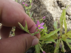 Centaurium capense