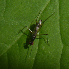 Rainieria