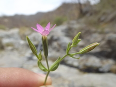 Centaurium capense