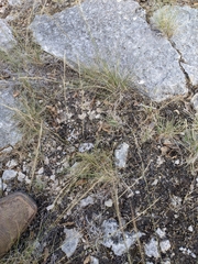 Aristida purpurea wrightii