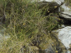 Cyperus dioicus
