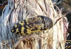 Acmaeodera mixta
