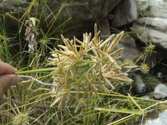 Cyperus dioicus