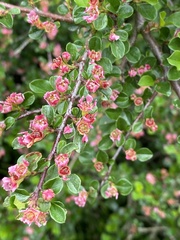 Cotoneaster apiculatus