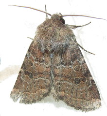 Protorthodes oviduca