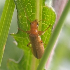 Cantharis cryptica