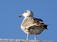 Larus fuscus