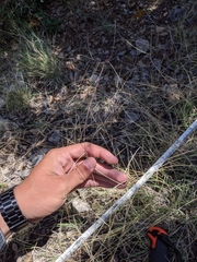 Schedonnardus paniculatus