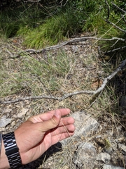 Schedonnardus paniculatus