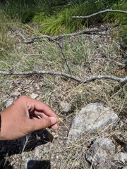 Schedonnardus paniculatus