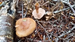 Cortinarius subcastanellus