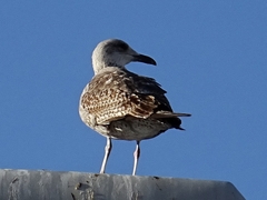 Larus fuscus