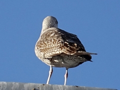 Larus fuscus