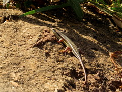 Trachylepis quinquetaeniata
