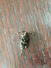 Graphisurus fasciatus