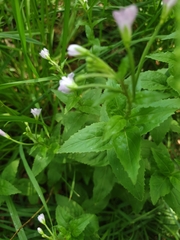 Epilobium montanum