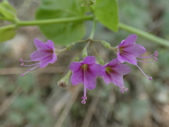 Commicarpus tuberosus