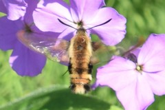 Hemaris aethra
