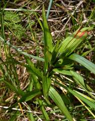 Castilleja miniata dixonii