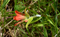 Castilleja miniata dixonii