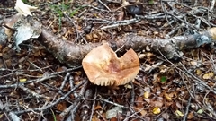 Russula pseudoareolata