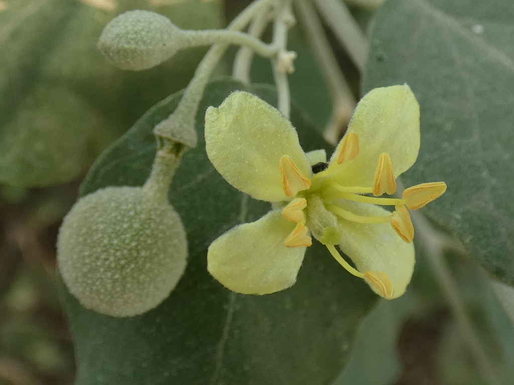 Capparicordis crotonoides