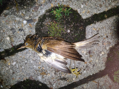 Acrocephalus scirpaceus