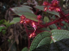 Miconia