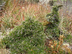 Pittosporum anomalum