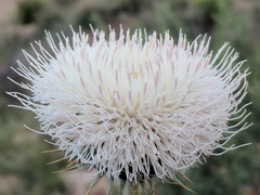 Cirsium neomexicanum