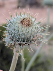 Cirsium neomexicanum