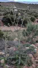 Cirsium neomexicanum