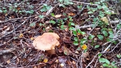 Cortinarius elacatipus
