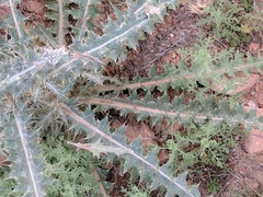 Cirsium neomexicanum