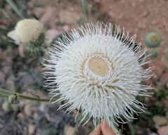 Cirsium neomexicanum
