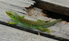 Timon lepidus ibericus