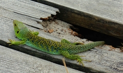 Timon lepidus ibericus